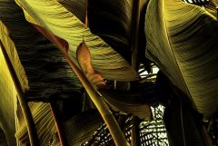 banana leaf textures