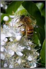 Pollinator