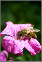 Workin' Bee