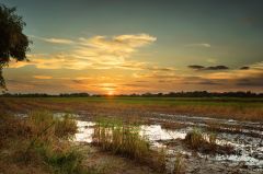 Farm Sunset Thailand