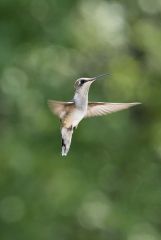 Ruby Throated Hummingbird