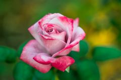 Rose Flower