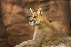 The King of Jungle