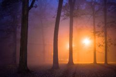 The Foggy Night