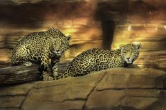 The Curious Jaguars