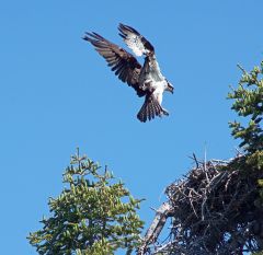 Osprey Landing On Nest