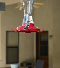 Hummingbird