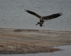 Eagle With Coot
