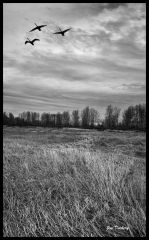 Heirman Wildlife Preserve (28) Pano BW