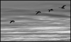 Fir Island Birding (211)