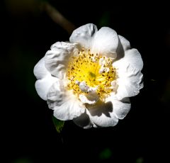 Alice Keck Park Flower Two