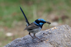 SplendidFairyWren