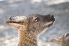 WallabyPortrait