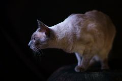 Siamese Princess