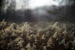 Bokeh extreme