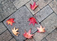 Just leaves