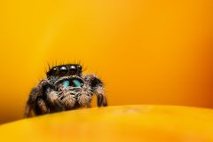 Phidippus regius
