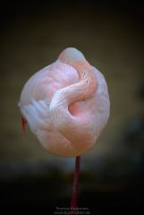 Pretty flamingo