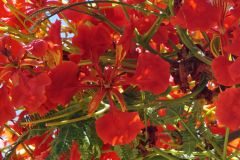 Royal Poinciana Blossom