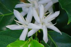 Coffee blossoms2