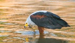 African Fish eagle (1)