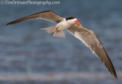 African Skimmer