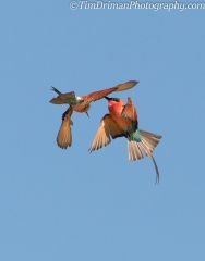 Bird fight (7)