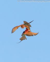 Bird fight (6)