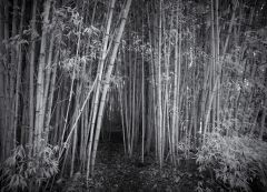 Peering into the forest