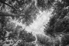 The Canopy