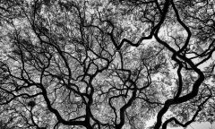 Under a canopy of invisible leaves