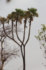 Doum Palm
