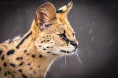 Serval