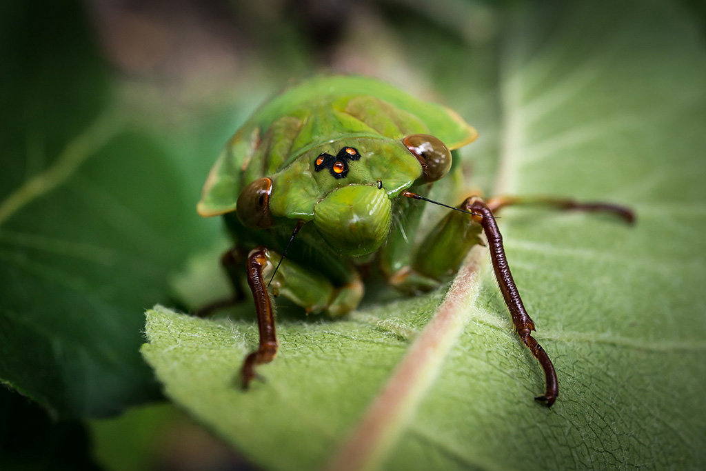 E 30mm F3.5 Macro - Sony Alpha APS-C Lenses - Sony Alpha Forum