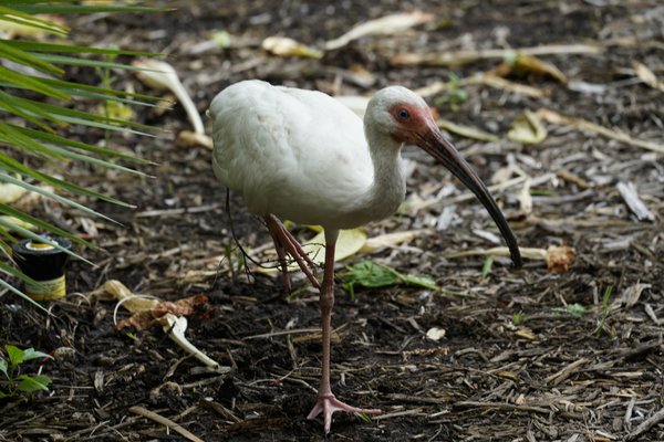 Shore Birds at Sanibel