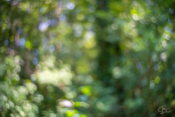 True Bokeh.jpg