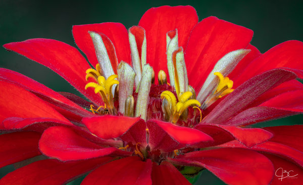 Bloom-4.jpg