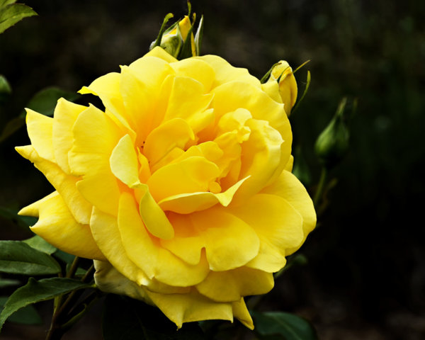 DSC01060a.jpg