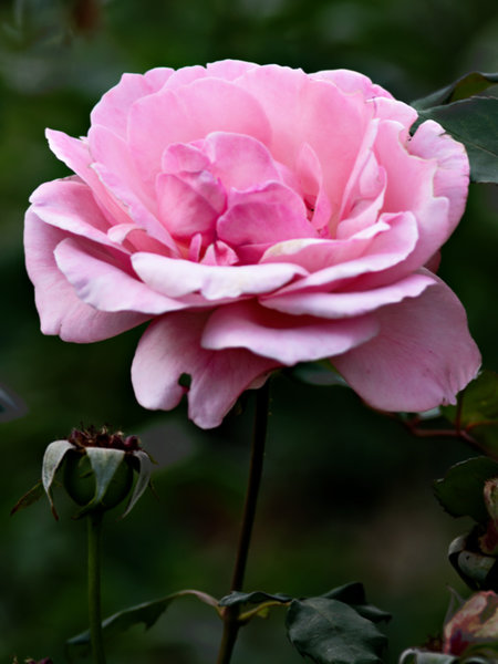 DSC06925a.jpg