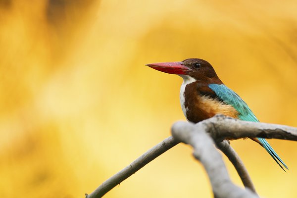 Kingfisher at sunset.jpg