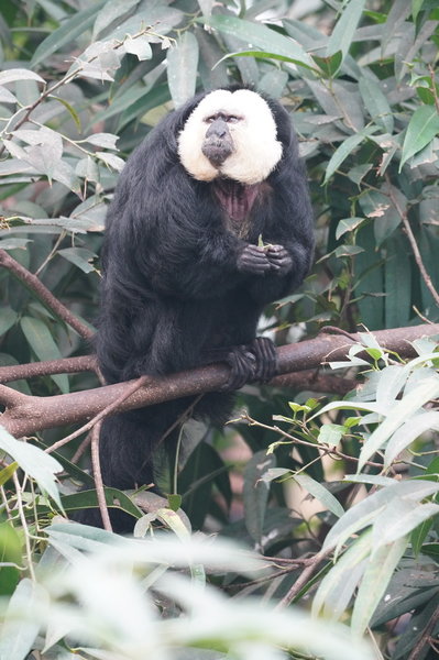 White Faced Monkey