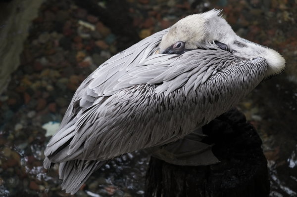 Brown Pelican