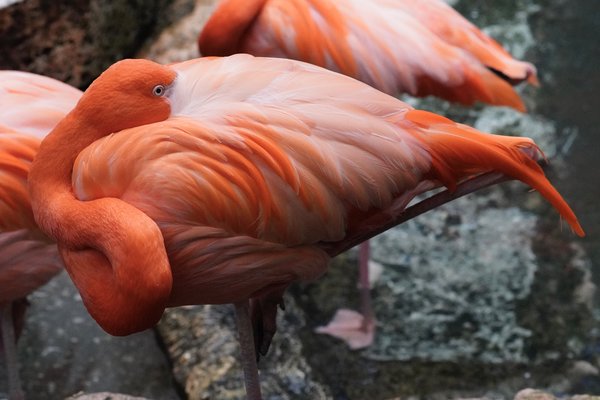 Flamingo
