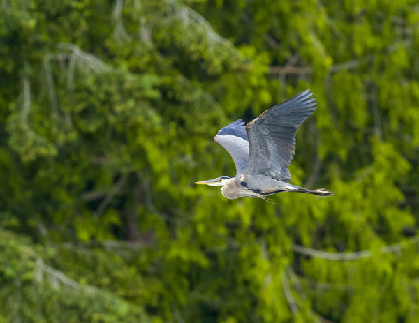Blue Heron