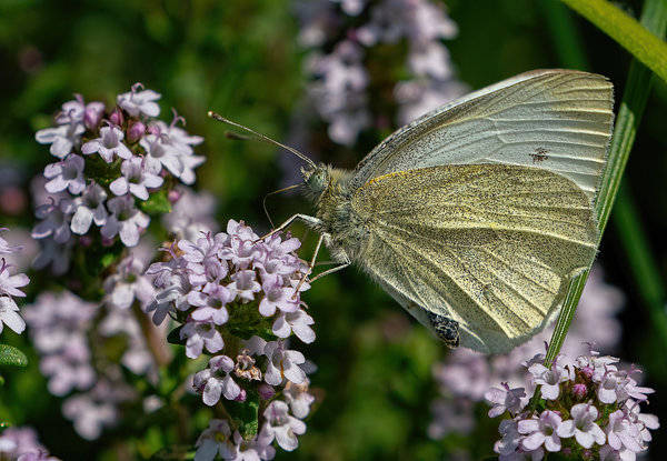 Small White Butterfly