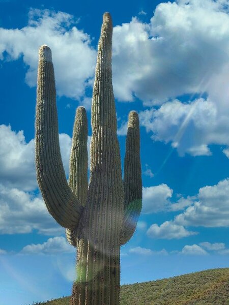 Cactus.jpg