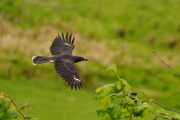 Currawong