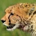 wildlifephotographer_de