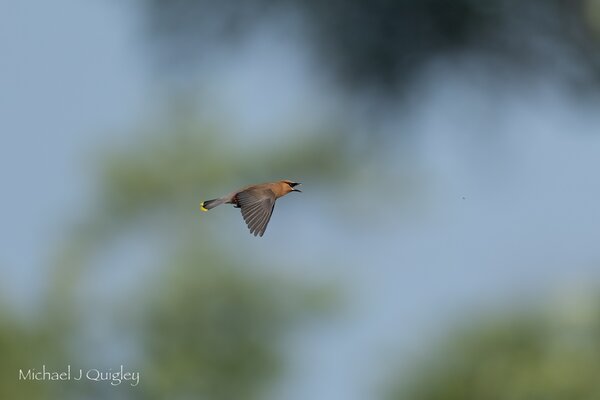 _DSC9767-Edit.jpeg