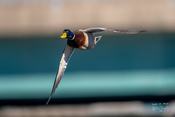 DSC05331-Edit-Edit.jpg